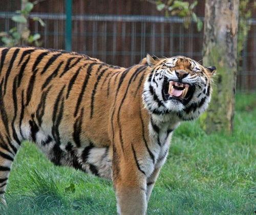 微笑小动物最新爆料,揭秘娱乐圈幕后真相  第3张