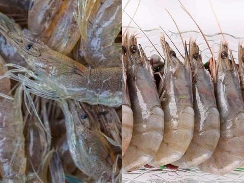 海虾养殖爆料视频教程全集,视频教程全集精华汇总